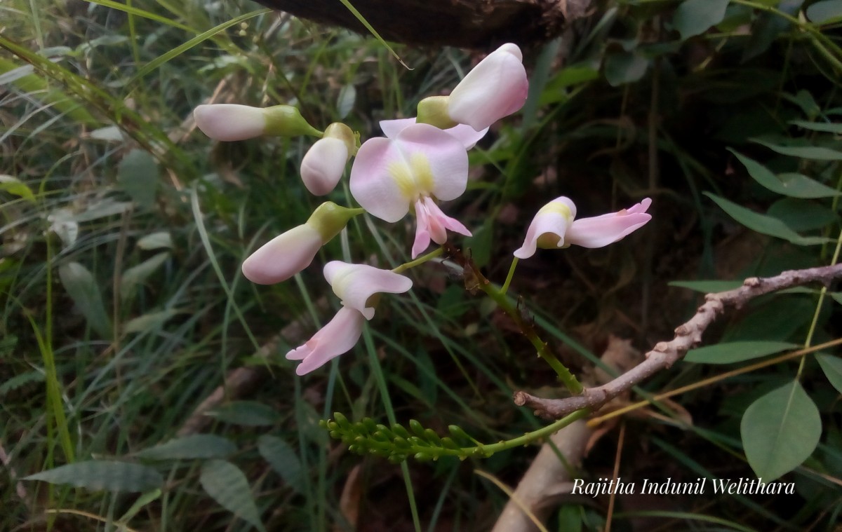 Gliricidia sepium (Jacq.) Steud.